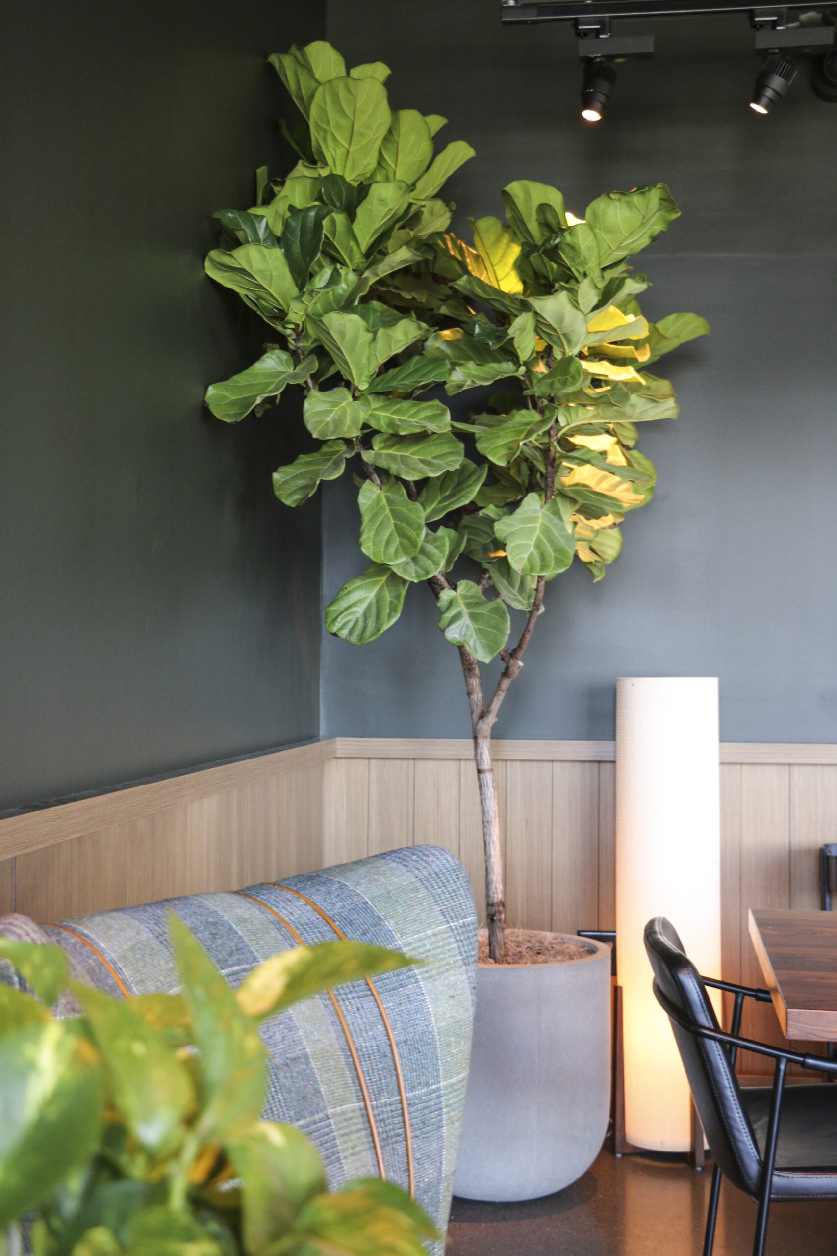 Fiddle Leaf Fig tree in The Junto Hotel