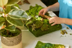 Creating moss art in Columbus, Ohio