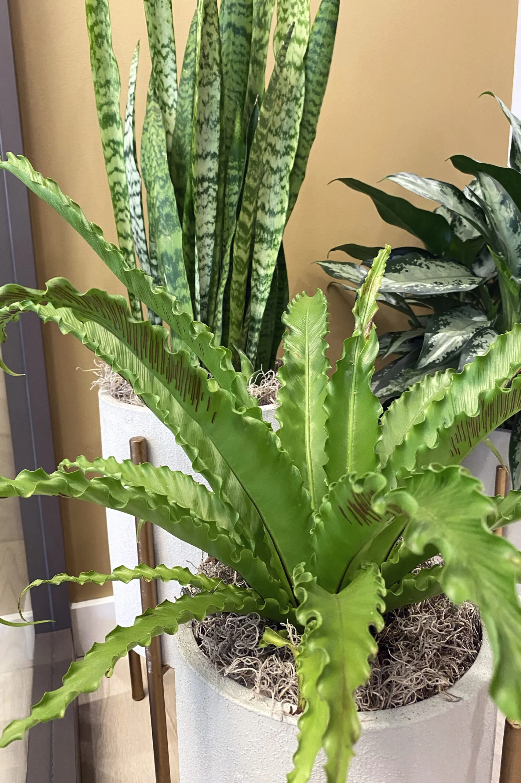 Custom interior plant design at Huntington Center by Oakland Green Interiors in Columbus, OH