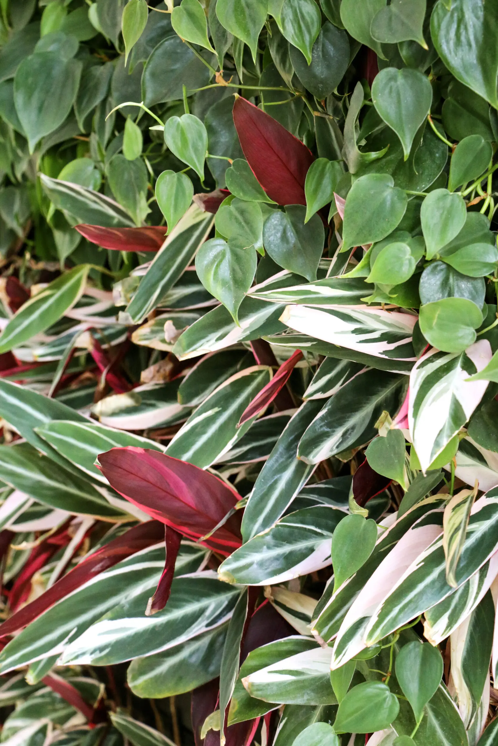 Interior plant design at Huntington Center by Oakland Green Interiors