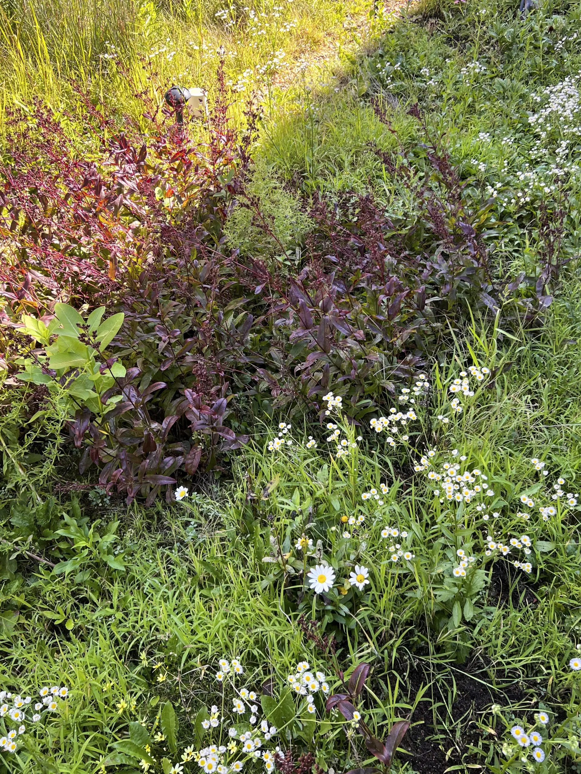 2024Summer.DublinMethRooftop.01