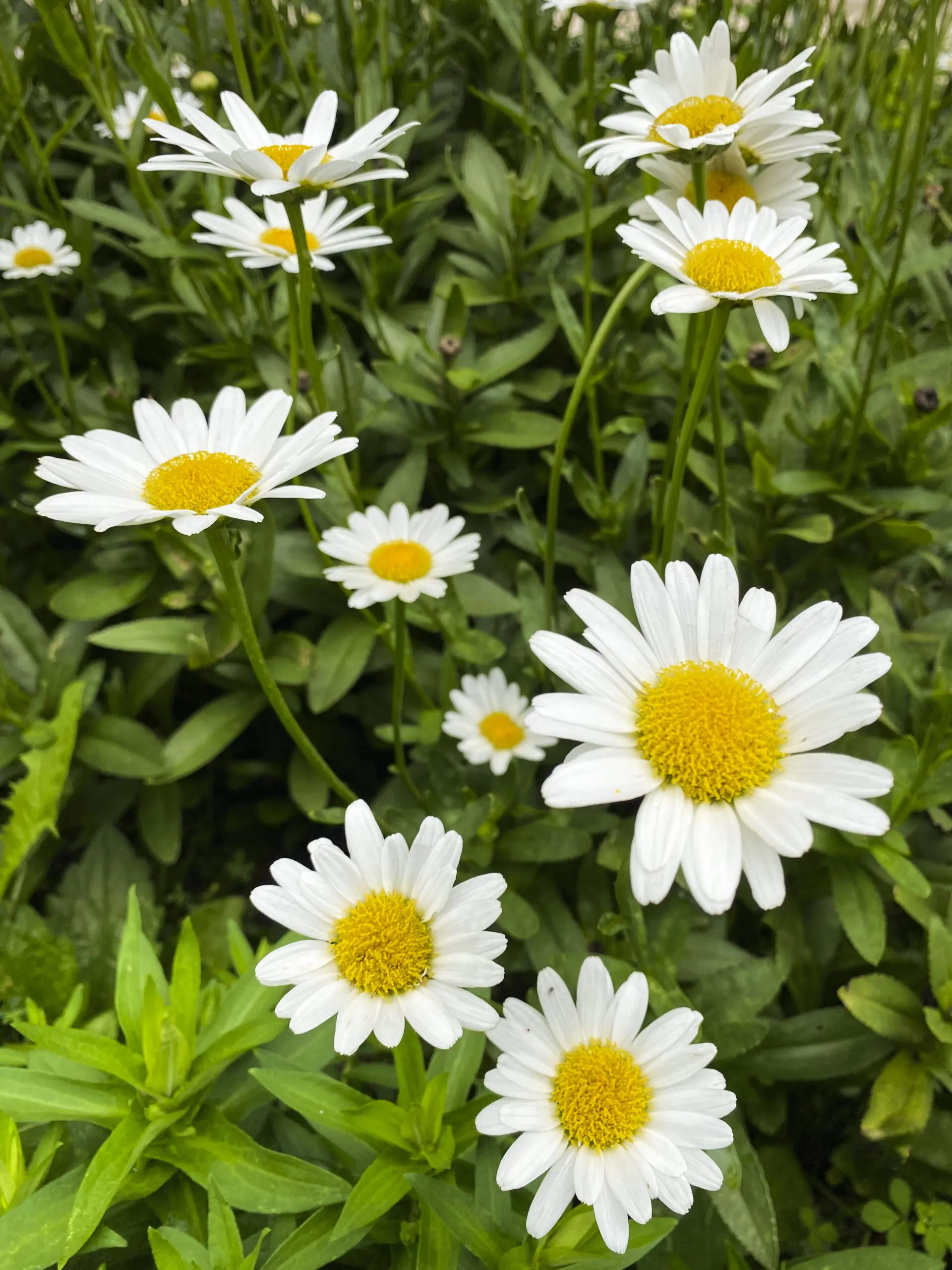 Summer.DublinMethRooftop.detail.03