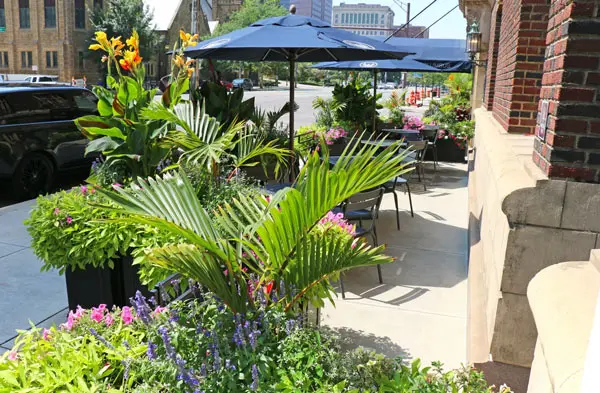 Exterior plants are arranged in an athletic club by a decoration company in Columbus, OH.