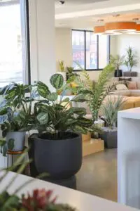 Open space with bold plants and modern furniture in the Gravity project, Columbus, OH