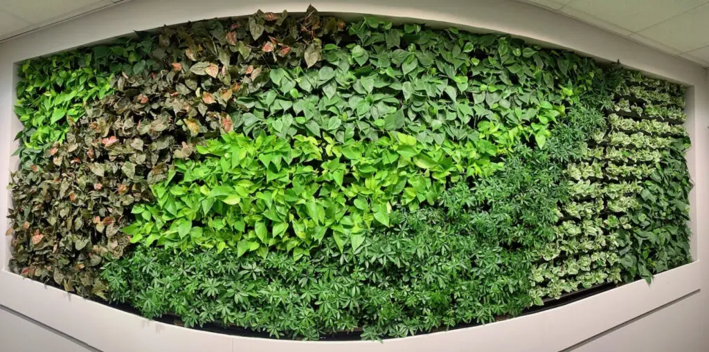 Living plant wall installed in a public space by Oakland Green Interiors
