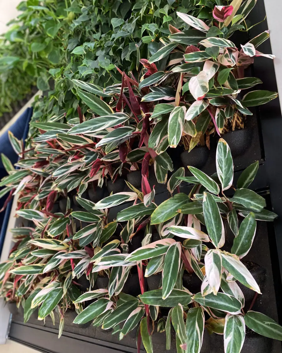 Living Wall plants by Oakland Green Interiors