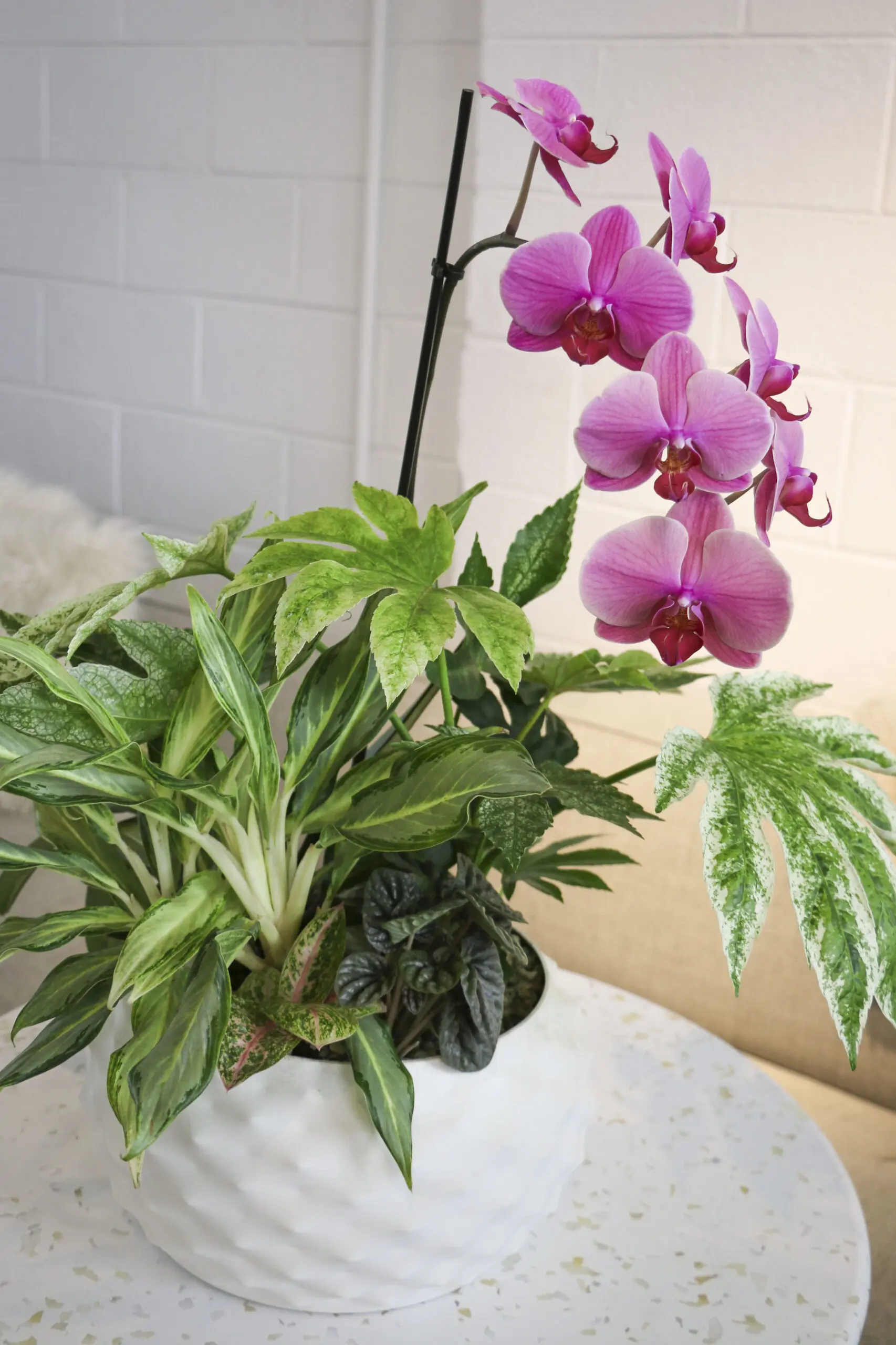 Living Art Arrangement with Orchid add-on