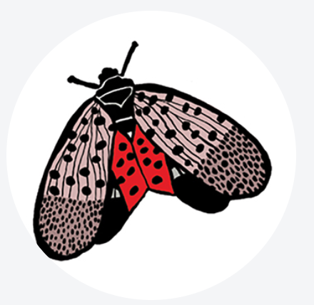 Illustration of a bee integrated into a biophilic design concept at Oakland Green Interiors