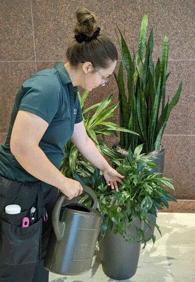 Caitlynn is watering indoor plants for Oakland Green Interiors in Columbus, OH