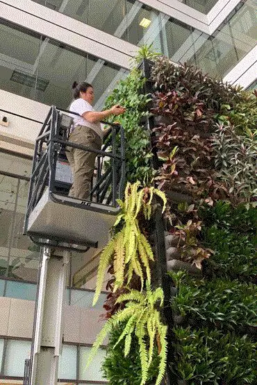Technician watering plants for a project at Oakland Green Interiors in Columbus, OH