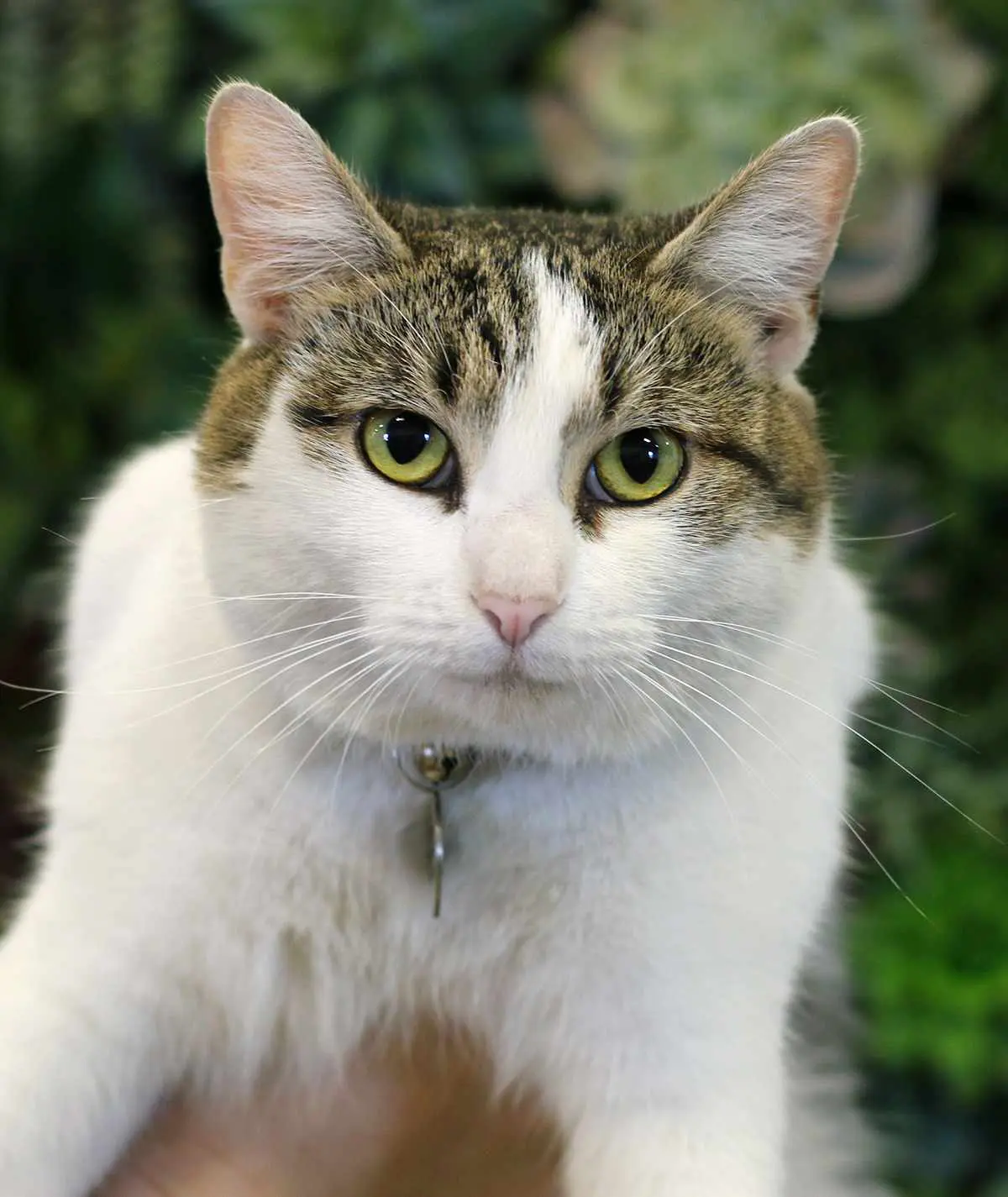 Tinsel the cat is in a warehouse at Oakland Green Interiors in Columbus, OH