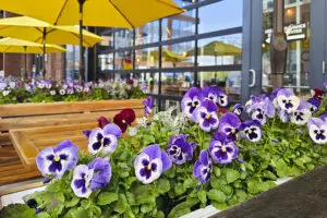 Spring planting in Downtown Columbus
