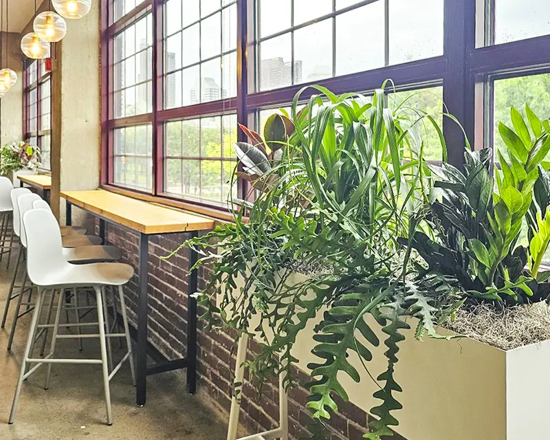 Mix of interior plants in Columbus Office Space