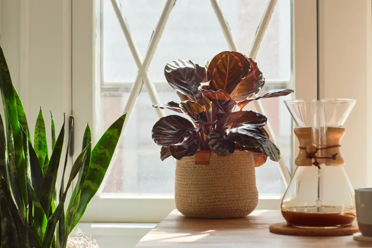 Indoor plants in an office setting.