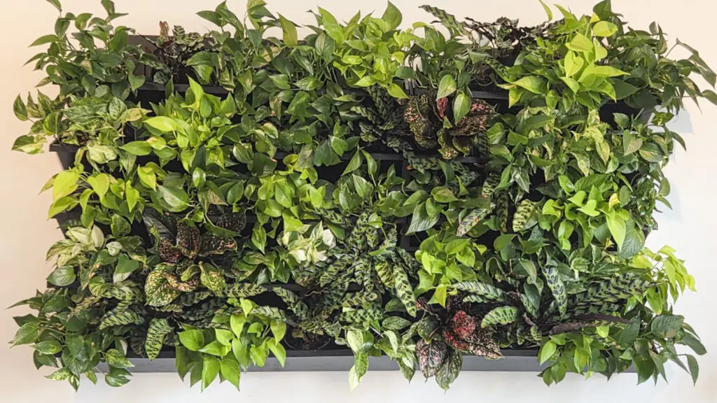 Living plant wall maintained by Oakland Green Interiors in Columbus, OH