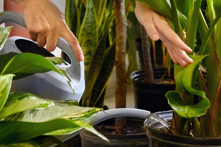 Indoor plant care promoting green living in Columbus, OH, with expert plant maintenance services.