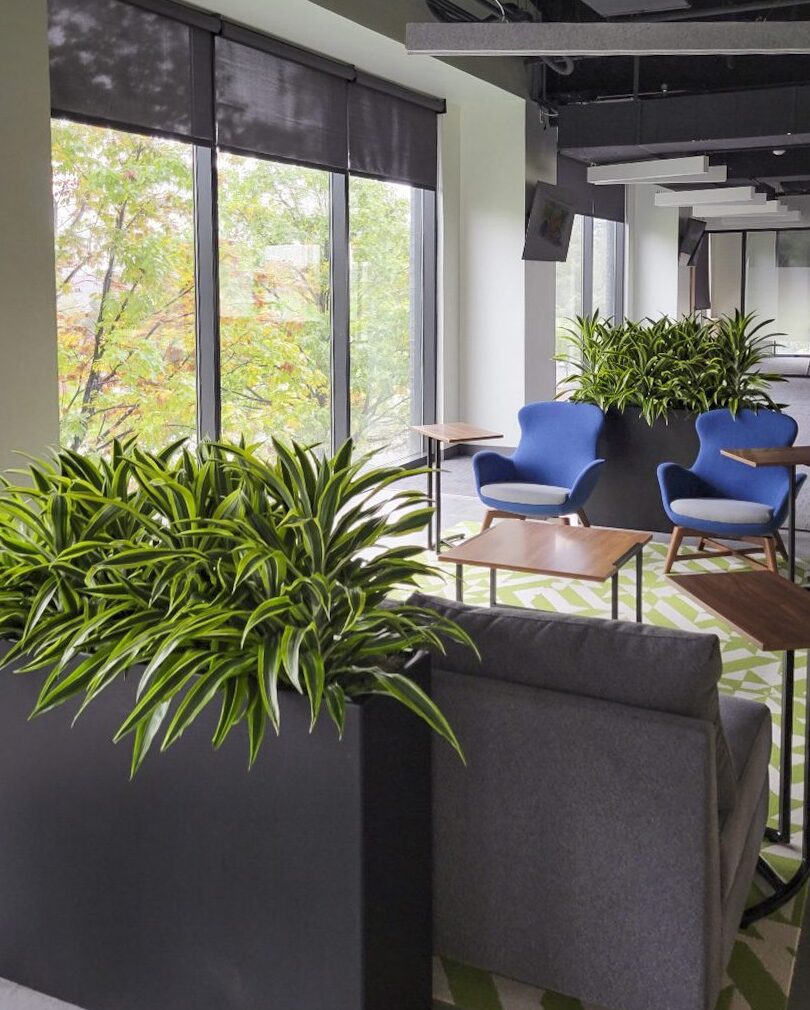 Interior plants at commercial office space in Columbus, OH.