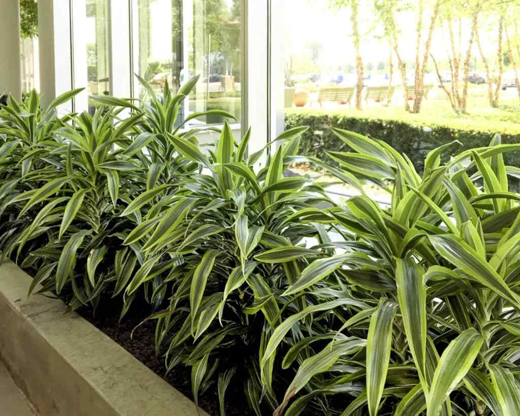 Live greenery and artificial plants styled in a modern interior design setting in Columbus, OH
