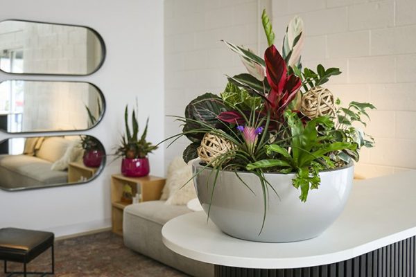 Living Art Rotation on Office Reception Table