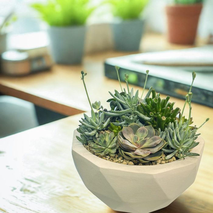 Living Art Arrangement with Succulents
